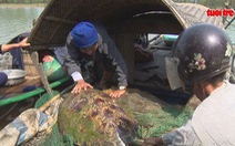 Ngư dân thả rùa “khủng” về môi trường tự nhiên