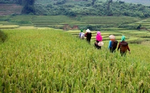 Mùa gặt 'hạt vàng' ở ruộng bậc thang Y Tý