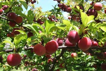 Chạy bộ thôi, nhớ đừng… hái mận!