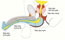 Bé trai 7 tuổi bị mèo ngôi nhà nuôi cắn gây tổn thương vùng dương vật