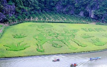 Bức tranh 'Mục đồng thổi sáo’ khổng lồ trên cánh đồng Tam Cốc