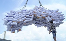 Cục trưởng Cục Trồng trọt nói về việc doanh nghiệp bỏ thầu gạo xuất khẩu giá thấp