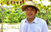 Độc đáo vườn nho trĩu quả ở Phú Quốc, du khách bất ngờ