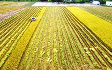 Buồm đã tới và lúa đồng đã gặt!