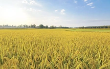 Đất cằn, lúa vàng và giấc mơ con