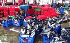 Ngư dân Khánh Hòa được mùa cá ngừ sọc dưa, cá thu…