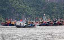 Thủ tướng yêu cầu xử lý dứt điểm các tồn tại để gỡ 'thẻ vàng' khai thác hải sản