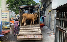 Nuôi bò như 'thú cưng' ngay quận trung tâm TP.HCM