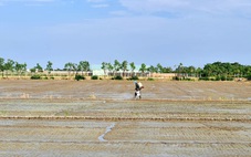 Lúa có giá cao, nông dân miền Tây liều lĩnh xuống giống vụ 3 dù hạn mặn đe dọa
