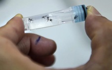 Tăng 'đô' thuốc diệt muỗi lên 10 lần vẫn không giết được muỗi vằn ở Hà Nội, TP.HCM