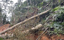 Phá rừng, đốn hạ hơn 21 mét khối gỗ ở Khánh Hòa
