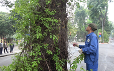 Biệt đội vạch lá tìm sâu trên cây xanh ở Hà Nội