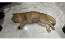 Trẻ hành hạ động vật, bệnh gì?