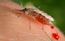 Gần 7 triệu người đối diện với nguy cơ mắc sốt rét