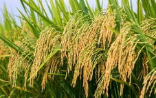 Đề án 1 triệu ha lúa chất lượng cao: Nông dân sẽ lời trên 35%?