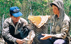 Gác kèo ong - chuyện cổ tích có thật ở rừng U Minh - Kỳ 3: Bí quyết săn mật ong rừng U Minh
