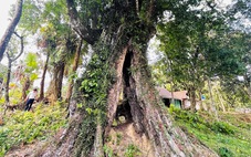 Cây thị 700 tuổi ‘cứu vua Lê Lợi’ được công nhận là Cây di sản Việt Nam
