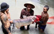 Ngắm đàn 'thủy quái' sông Mekong