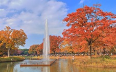 Vietnam Phở Festival 2023 ở công viên Yoyogi - nơi ngắm lá mùa thu tuyệt đẹp