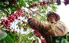 Việt Nam chủ động thích ứng quy định về chống phá rừng của EU
