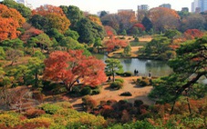 Lý do du khách Việt thích du lịch Nhật Bản mùa lá đỏ