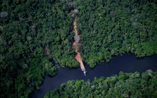Thiết bị sử dụng trí tuệ nhân tạo ngăn chặn nạn chặt phá rừng