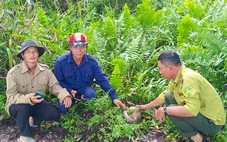 Thả con tê tê nặng 3,5 kg về môi trường tự nhiên