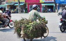 Từ chỗ bán cau mua vàng, nhiều người trồng cau bắt đầu lo sẽ 'vàng mặt'