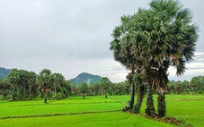 Về An Giang mùa nước nổi, lòng như muốn reo vui