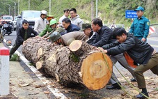 Cây thông cổ thụ đổ chắn ngang đèo Prenn Đà Lạt