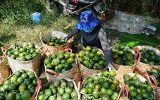 Ký cam sành chỉ bằng ly trà đá, siêu thị tăng tiêu thụ