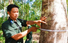 Chiêm ngưỡng cây dó bầu lâu năm ở Vườn quốc gia Phú Quốc