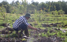 340.000 cây tràm được trồng mới ở Ramsar Láng Sen