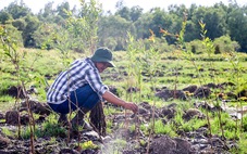 340.000 cây tràm được trồng mới ở Ramsar Láng Sen