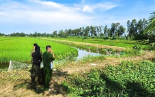 Nghi dùng điện bẫy chuột ở ruộng làm chết người