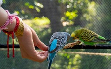 Trào lưu nuôi chim Aviary: Chính quyền ở đâu?