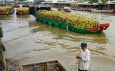 Giá dừa khô 140.000 đồng/chục, nhà vườn sống khỏe