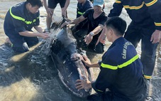 Cứu thành công cá voi trôi vào biển Quy Nhơn