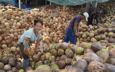 Bà con trồng dừa Bến Tre nằm ngủ cũng có tiền nhờ bán tín chỉ carbon