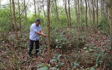 Quảng Trị trồng rừng không đốt thực bì để giảm 600.000 tấn CO2 phát thải