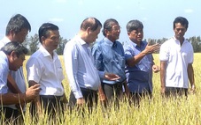 Giảm phát thải mới nâng được giá trị hạt gạo Việt