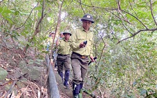 Băng rừng, cứu thú ở Sơn Trà