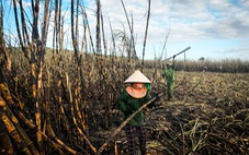 Vệ sinh ruộng bằng lửa, cháy 5ha mía sắp thu hoạch ở Gia Lai