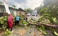 Miền núi Quảng Nam đón mưa giải nhiệt, cây cối bật gốc ngã đổ trên đường