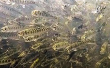 800.000 con cá hồi chết vì bệnh bí ẩn trên sông ở California, Mỹ