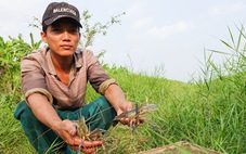 Dân vùng đệm U Minh Thượng mót nước ngọt bơm vào vuông nuôi tôm càng xanh