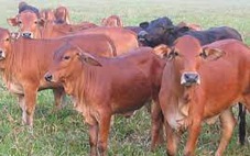 Dự án hỗ trợ bò giống sinh sản, dân nhận được bò nhỏ như bê con