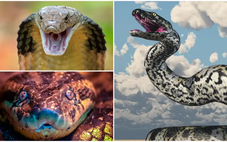 Top 11 loài rắn lớn nhất thế giới, chúng sống ở đâu?