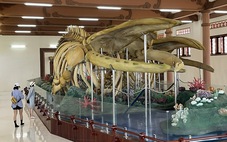 Đi Lý Sơn, nhớ chiêm ngưỡng bộ xương cá voi lớn nhất Việt Nam