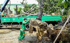 Làm đường zích zắc giúp giảm tai nạn, bớt đốn hạ cây xanh?